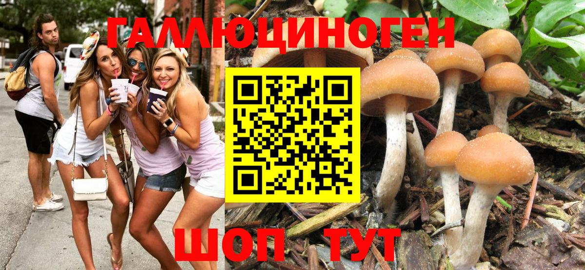 Псилоцибиновые грибы прущие грибы  Брянск  Псилоцибиновые грибы прущие грибы 